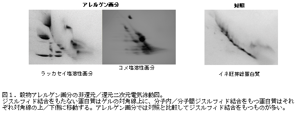 図1.穀物アレルゲン画分の非還元/還元二次元電気泳動図。