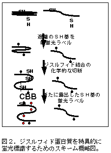 図2.ジスルフィド蛋白質を特異的に 蛍光標識するためのスキーム概略図。