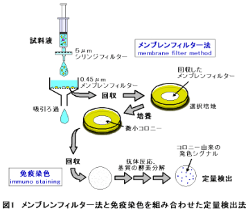 図1.メンブレンフィルター法と免疫染色を組み合わせた定量検出法