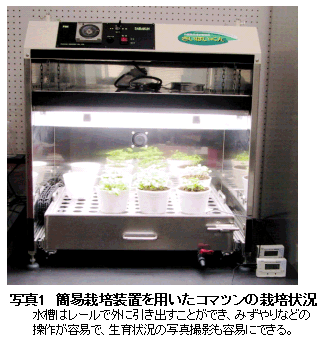 写真1 簡易栽培装置を用いたコマツンの栽培状況