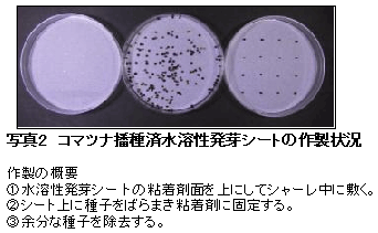 写真2 コマツナ播種済水溶性発芽シートの作製状況