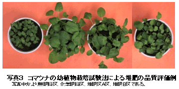 写真3 コマツナの幼植物栽培試験法による堆肥の品質評価例