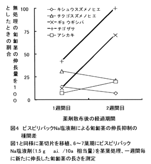 図4 ビスピリバックNa塩液剤による匍匐茎の伸長抑制の種間差