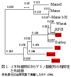 図1 イネ科植物RIPのアミノ酸配列の相同性 と系統樹