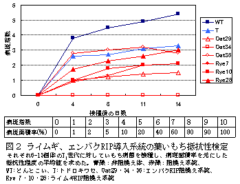 図2 ライムギ、エンバクRIP導入系統の葉いもち抵抗性検定