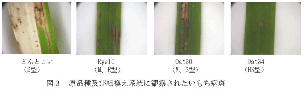 図3.原品種及び組換え系統に観察されたいもち病斑