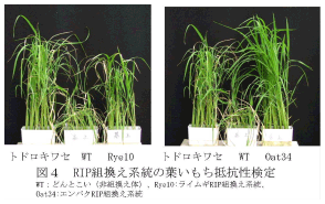 図4.RIP組換え系統の葉いもち抵抗性検定