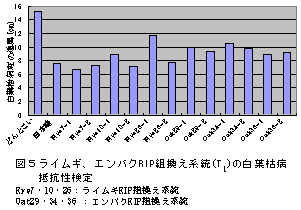 図5ライムギ、エンバクRIP組換え系統(T1)の白葉枯病 抵抗性検定