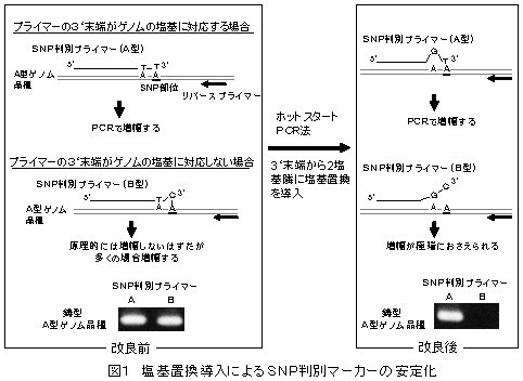 図1 塩基置換導入によるSNP判別マーカーの安定化