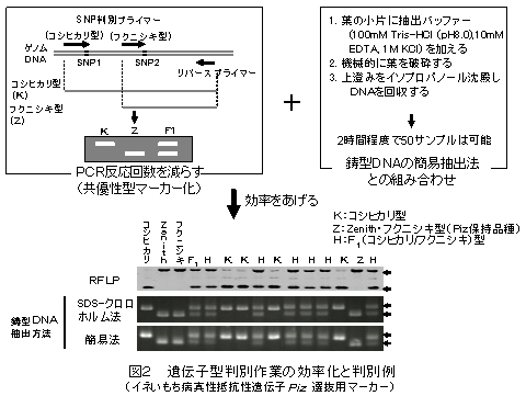 図2 遺伝子型判別作業の効率化と判別例