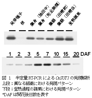 図 1 半定量RT-PCR によるOsSUT1 の発現解析