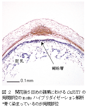 図 2 開花後5日めの穎果におけるOsSUT1 の発現部位のin situ ハイブリダイゼーション解析