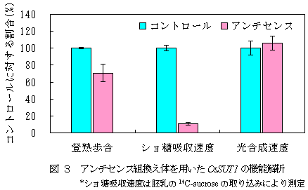 図 3 アンチセンス組換え体を用いたOsSUT1の機能解析