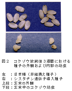 図2 コクゾウ放飼後3週間における種子の外観および内部の幼虫