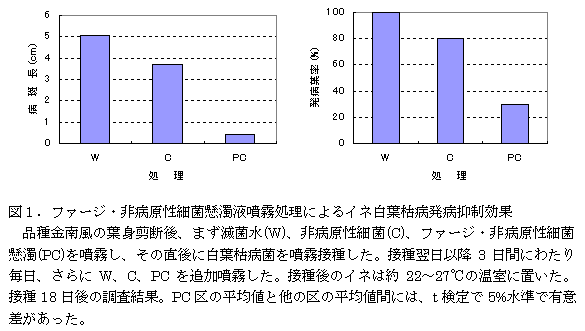 図1.ファージ・非病原性細菌懸濁液噴霧処理によるイネ白葉枯病発病抑制効果