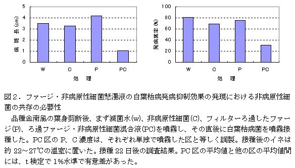 図2.ファージ・非病原性細菌懸濁液の白葉枯病発病抑制効果の発現における非病原性細 菌の共存の必要性