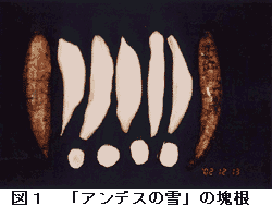 図1 「アンデスの雪」の塊根