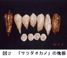 図2 「サラダオカメ」の塊根