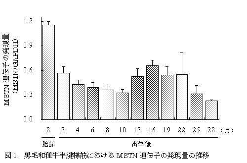 図1 黒毛和種牛半腱様筋におけるMSTN遺伝子の発現量の推移
