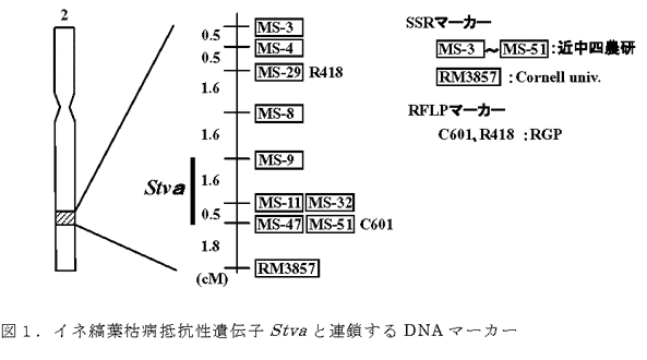 図1.イネ縞葉枯病抵抗性遺伝子Stvaと連鎖するDNAマーカー