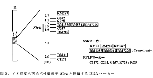 図2.イネ縞葉枯病抵抗性遺伝子Stvbと連鎖するDNAマーカー