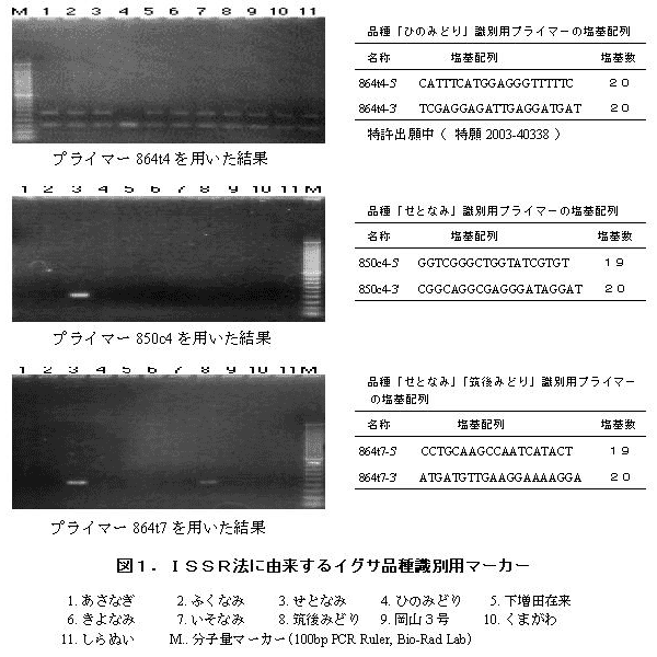 図1.ISSR法に由来するイグサ品種識別用マーカー