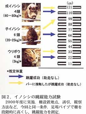 図2.イノシシの跳躍能力試験