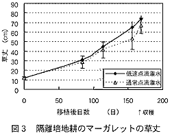 図3  隔離培地耕のマーガレットの草丈