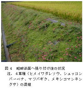 図4 畦畔法面へ張り付け後の状況