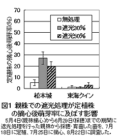 図1 親株での遮光処理が定植株 の摘心後萌芽率に及ぼす影響