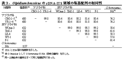 表3.Olpidium brassicae のrDNA-ITS 領域の塩基配列の相同性