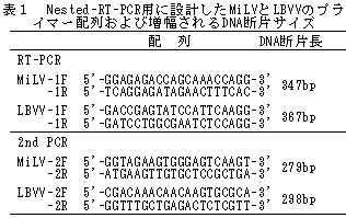 表1 Nested-RT-PCR用に設計したMiLVとLBVVのプラ イマー配列および増幅されるDNA断片サイズ