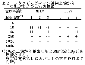 表2 レタスビッグベイン汚染土壌から のMiLVおよびLBVVの検出