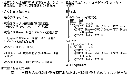 図1 土壌からの休眠胞子分画回収法および休眠胞子からのウイルス検出法