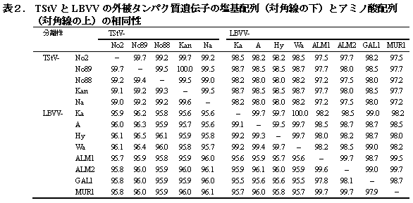 表2. TStV とLBVV の外被タンパク質遺伝子の塩基配列(対角線の下)とアミノ酸配列 (対角線の上)の相同性