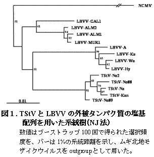 図1. TStV とLBVV の外被タンパク質の塩基 配列を用いた系統樹(NJ 法)