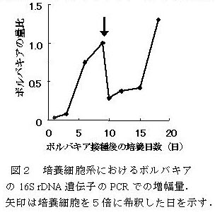 図2 培養細胞系におけるボルバキア の16S rDNA 遺伝子のPCR での増幅量.