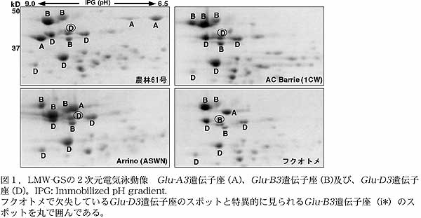 図1.LMW-GS の2次元電気泳動像 Glu-A3 遺伝子座 (A)、Glu-B3 遺伝子座 (B)及び、Glu-D3 遺伝子座 (D)。