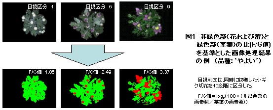 図1 非緑色部(花および蕾)と緑色部(茎葉)の比(F/G値)を基準とした画像処理結果の例(品種:やよい)