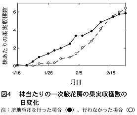 図4  株当たりの一次腋花房の果実収穫
数の日変化