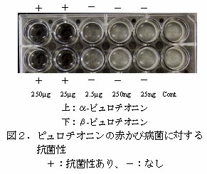 図2.ピュロチオニンの赤かび病菌に対する抗菌性