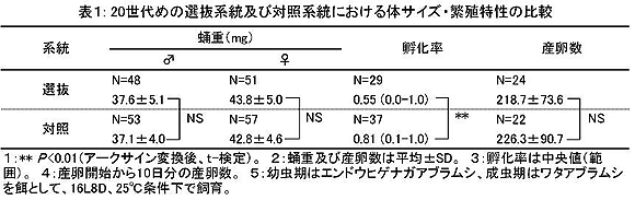 表1 20世代めの選抜系統及び対照系統における体サイズ・繁殖特性の比較