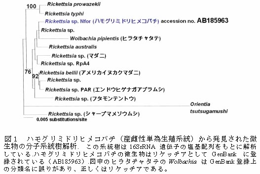 図1 ハモグリミドリヒメコバチ(産雌性単為生殖系統)から発見された微生物の分子系統樹解析