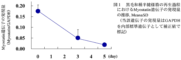 図1 黒毛和種半腱様筋の再生過程におけるMyostatin遺伝子の発現量の推移, Mean±SD