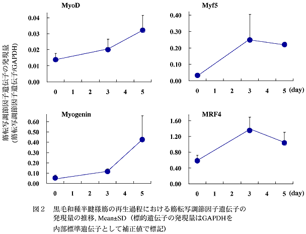 図2 黒毛和種半腱様筋の再生過程における筋転写調節因子遺伝子の
発現量の推移, Mean±SD