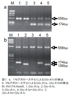 図1.a. 1%アガロースゲルによるGlu-A1cの検出