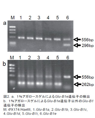 図2.a. 1%アガロースゲルによるGlu-B1e遺伝子の検出