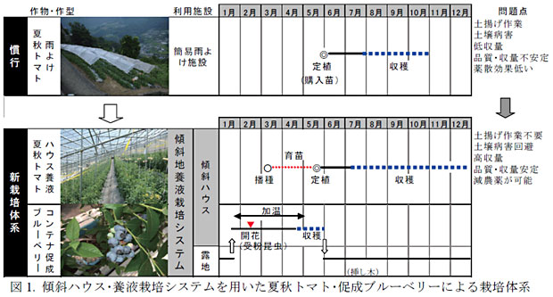 図1. 傾斜ハウス・養液栽培システムを用いた夏秋トマト・促成ブルーベリーによる栽培体系