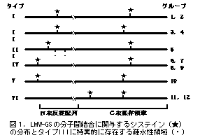 図1.LMW-GSの分子間結合に関与するシステイン(★)の分布とタイプIIIに特異的に存在する疎水性領域(・)