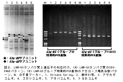 図2.LMW-GSタンパク質と遺伝子の対応付け。